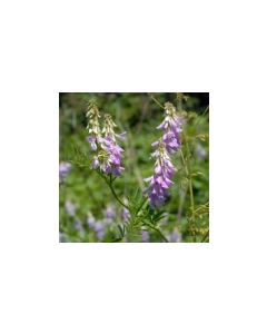 Galega officinalis 1:2 45% FRESH Organic 500mls