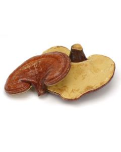 Reishi / Ganoderma lucidum Dried 500gms