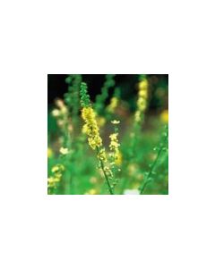 Agrimonia  eupatoria 1:2 45% FRESH Organic 500mls
