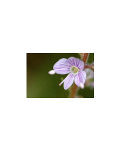 Veronica officinalis 1:2 45% FRESH Organic 500mls